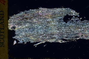 Cross Polarized, S31069