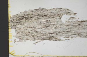 Plane Polarized, S31069