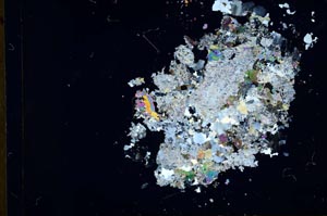 Cross Polarized, S31070