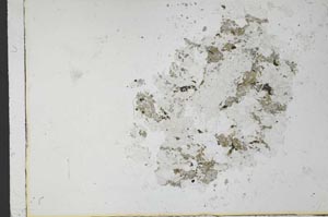 Plane Polarized, S31070