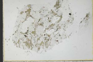 Plane Polarized, S31071