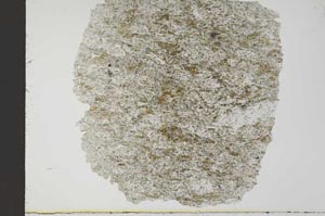 Plane Polarized, S31074