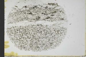 Plane Polarized, S31076