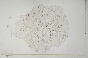 Plane Polarized, S31085