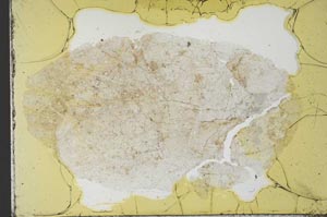 Plane Polarized, S31087