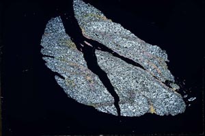 Cross Polarized, S31092