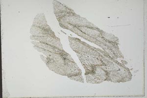 Plane Polarized, S31092