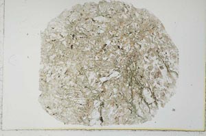 Plane Polarized, S31093