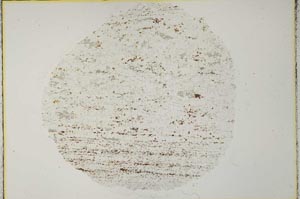 Plane Polarized, S31118