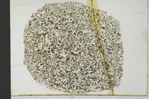 Plane Polarized, S31122