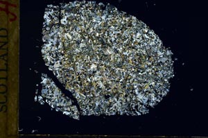 Cross Polarized, S31128