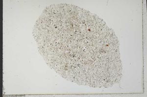 Plane Polarized, S31129