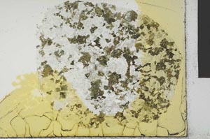 Plane Polarized, S31134