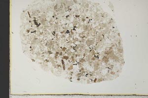 Plane Polarized, S31142