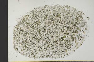 Plane Polarized, S31158