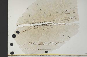Plane Polarized, S31160