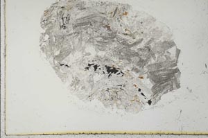 Plane Polarized, S31167