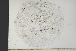 Plane Polarized, S31172