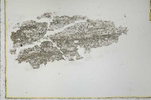 Plane Polarized, S31205