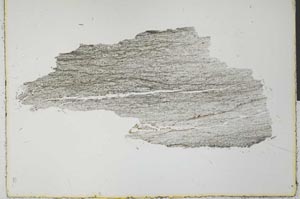 Plane Polarized, S31209