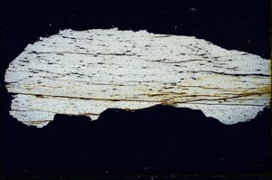 Cross Polarized, S31223
