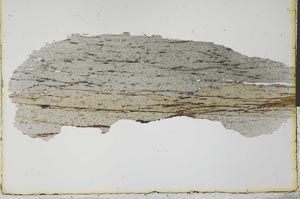 Plane Polarized, S31223