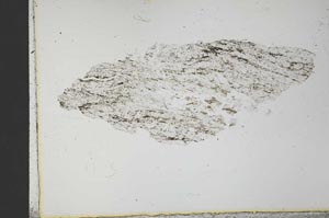 Plane Polarized, S31229
