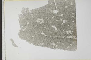 Plane Polarized, S31252
