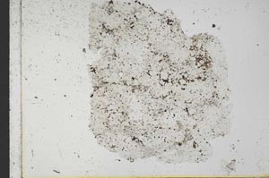 Plane Polarized, S31259