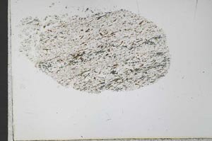 Plane Polarized, S31267