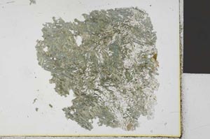 Plane Polarized, S31268