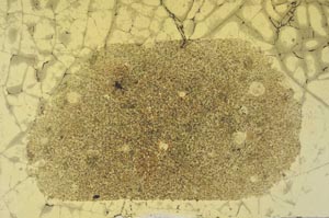 Plane Polarized, S31272