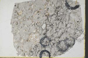 Plane Polarized, S31280