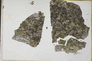 Plane Polarized, S31281