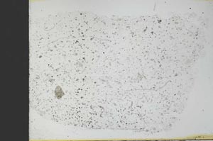 Plane Polarized, S31296