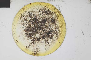 Plane Polarized, S31359