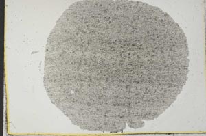 Plane Polarized, S31455