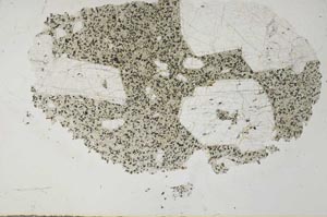 Plane Polarized, S31468