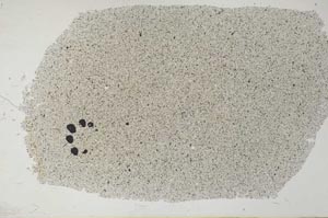 Plane Polarized, S31472