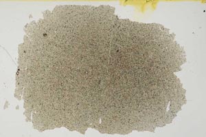 Plane Polarized, S31473