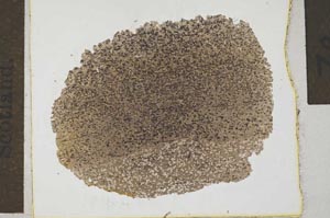 Plane Polarized, S31477