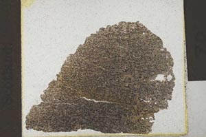 Plane Polarized, S31477/A