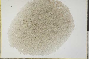 Plane Polarized, S31481