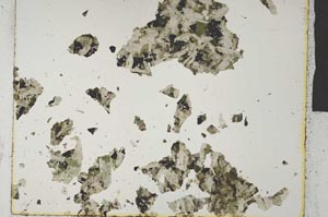 Plane Polarized, S31485