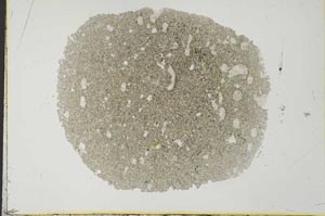 Plane Polarized, S31490