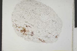 Plane Polarized, S31494