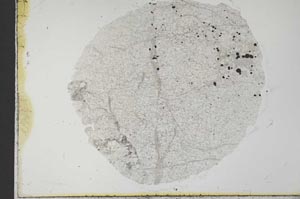 Plane Polarized, S31524