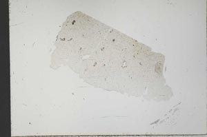 Plane Polarized, S31526