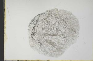 Plane Polarized, S31531