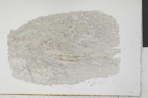 Plane Polarized, S31535
